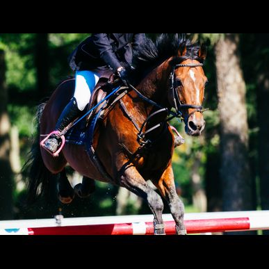 千葉で乗馬の障害飛越に挑戦したい方はぜひ気軽にお問い合わせください