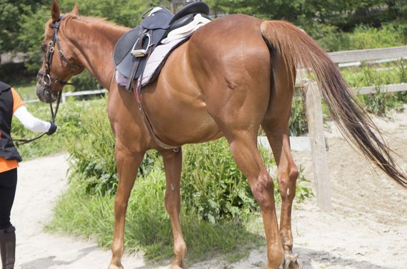 千葉で乗馬を習いたいとお考えの初心者の方はぜひ気軽にご相談ください
