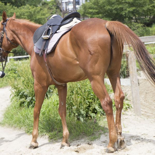 千葉で乗馬を習いたいとお考えの初心者の方はぜひ気軽にご相談ください