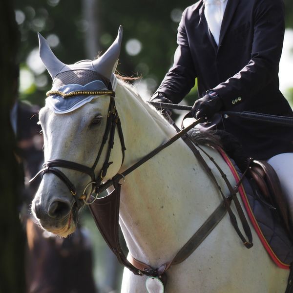 千葉で自馬での乗馬ができるクラブをお探しの方はぜひご相談ください