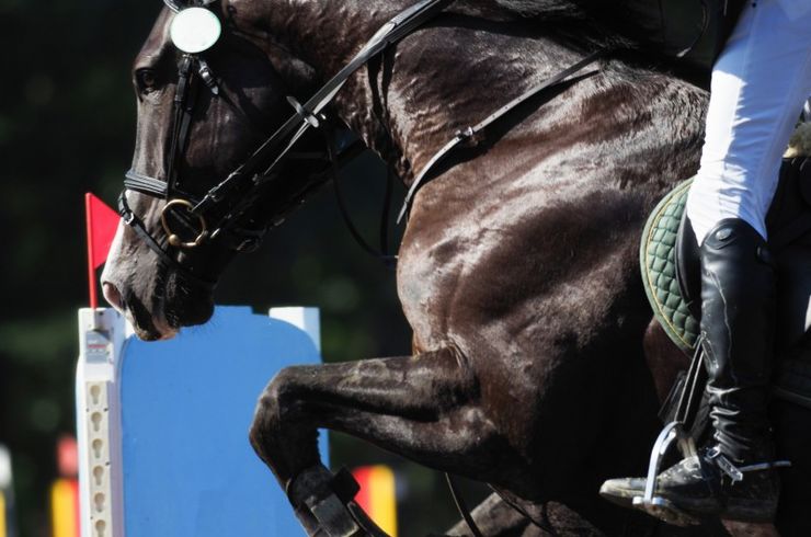 毛並みのいい馬