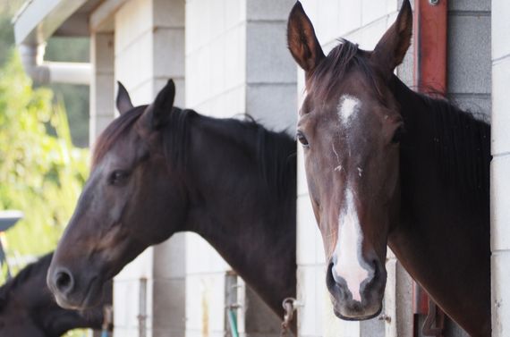 千葉で馬購入についてもご相談いただける乗馬クラブをぜひご利用ください
