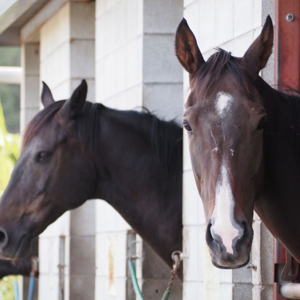 千葉で馬購入についてもご相談いただける乗馬クラブをぜひご利用ください